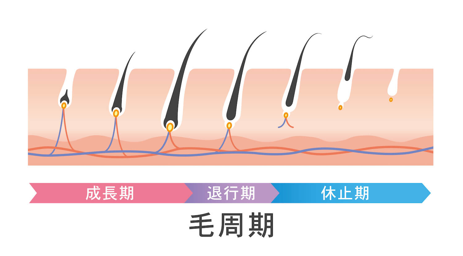 毛周期の図解。成長期→退行期→休止期の順で繰り返す